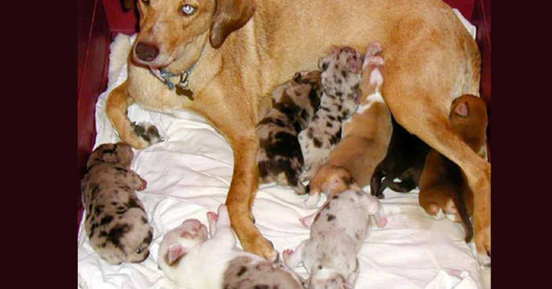 Catahoula Leopard Dog for sale near me – Buy or Adopt Today Catahoula Leopard Dog for sale near me – Buy or Adopt Today