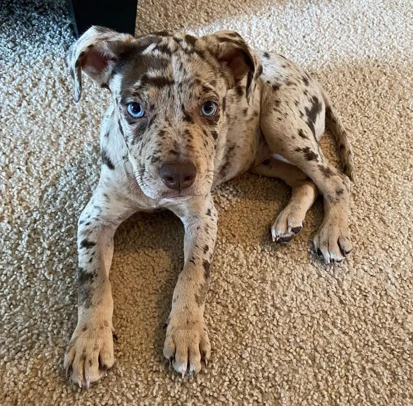 HAZEL Female Catahoula Leopard Dog Puppy with blue eyes Loyal Ridge