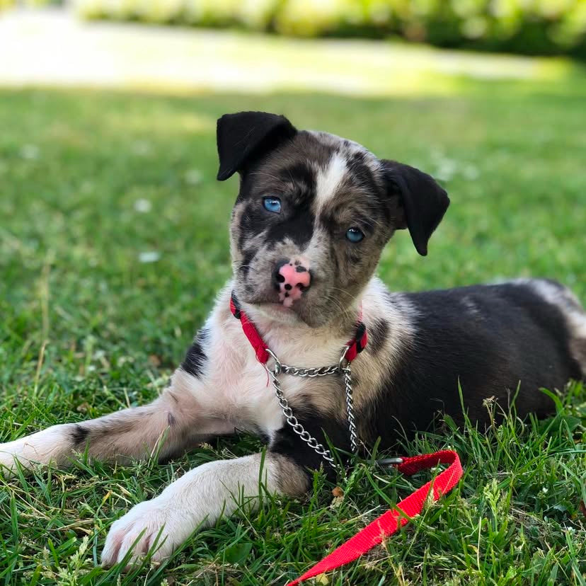 Nose Pitbull Husky Pitbull Cross Pitbull Mix Blue Nose Pitbull