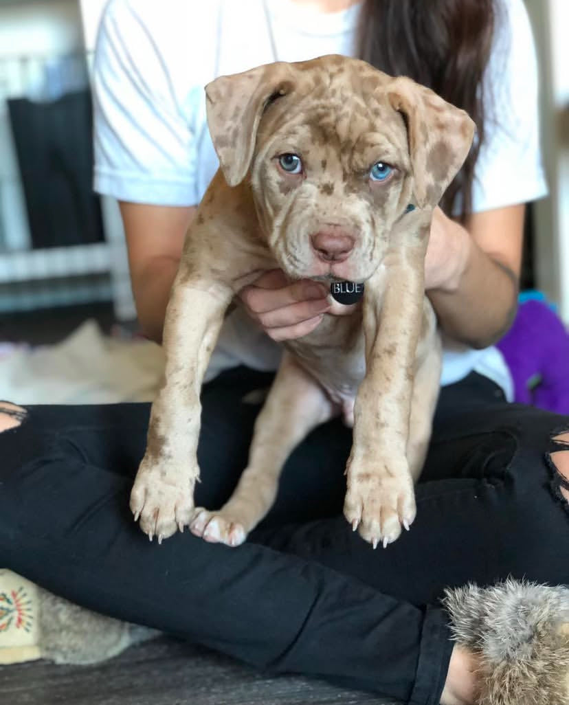 Catahoula American Leopard Hound For Sale Near Me American Leopard