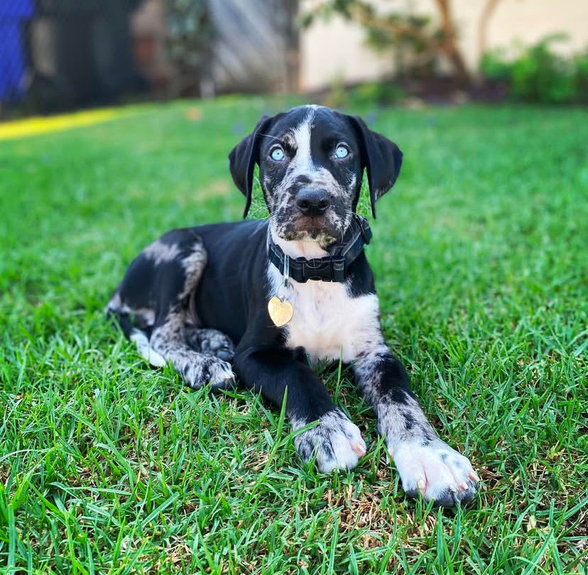 Dog Breed White Catahoula Puppy Catahoula Cur Leopard Dog Puppies