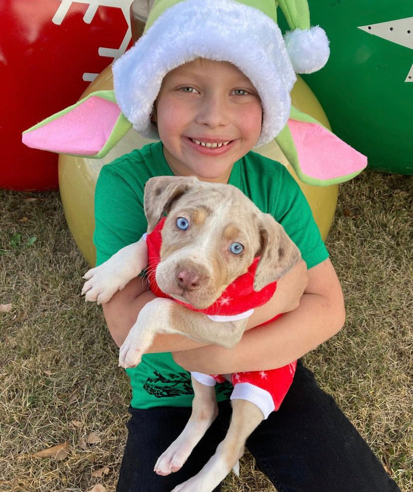 Catahoula leopard dog for sale , catahoula puppy , catahoula breeder