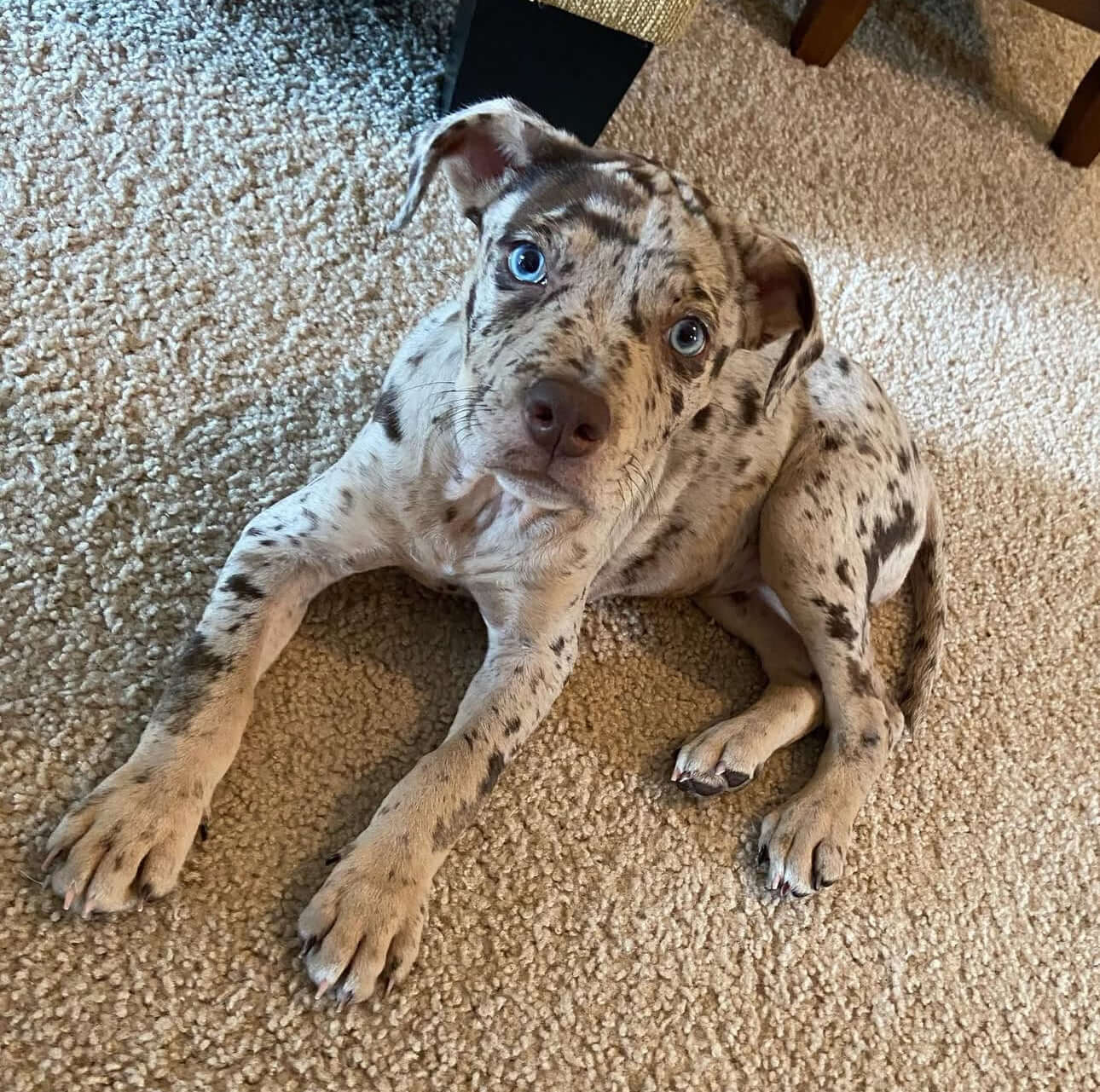 Merle Leopard Print Pitbull For Sale Blue Merle Pitbull For Sale
