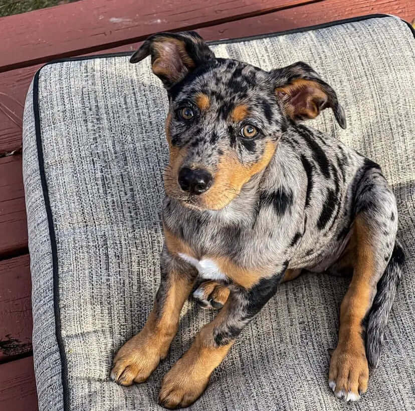 Full Grown Catahoula Husky Mix Catahoula Leopard Dog Health And