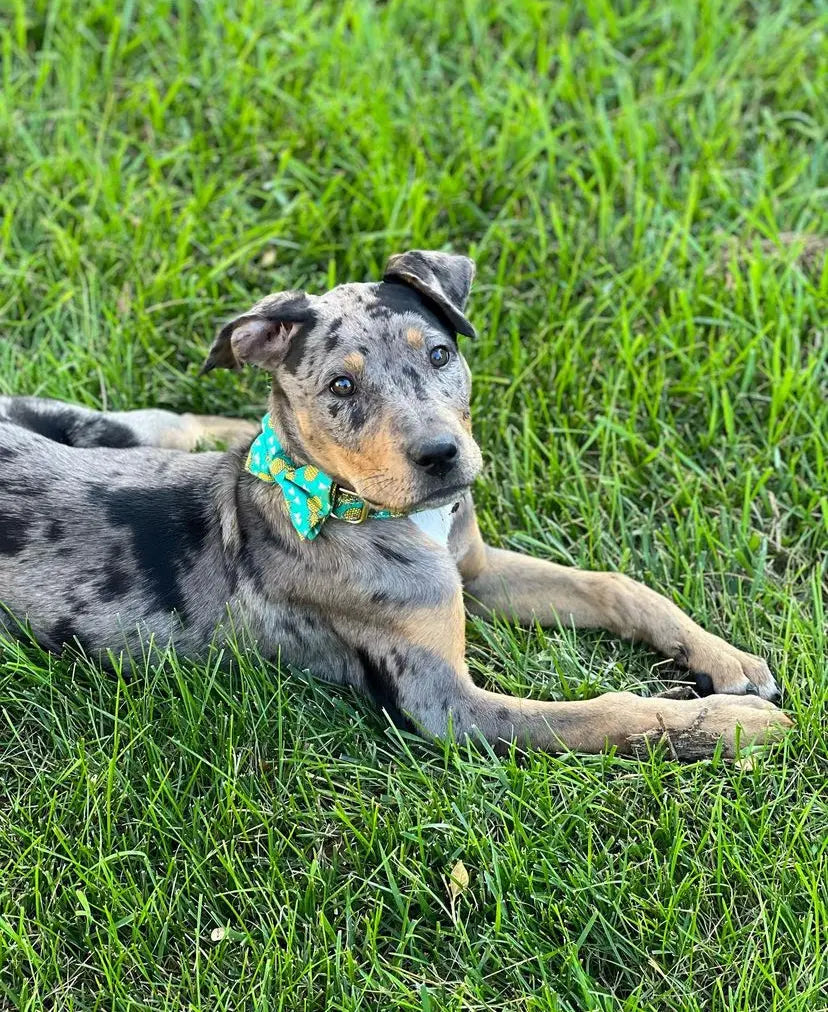 OLIVE The Best Catahoulas Land