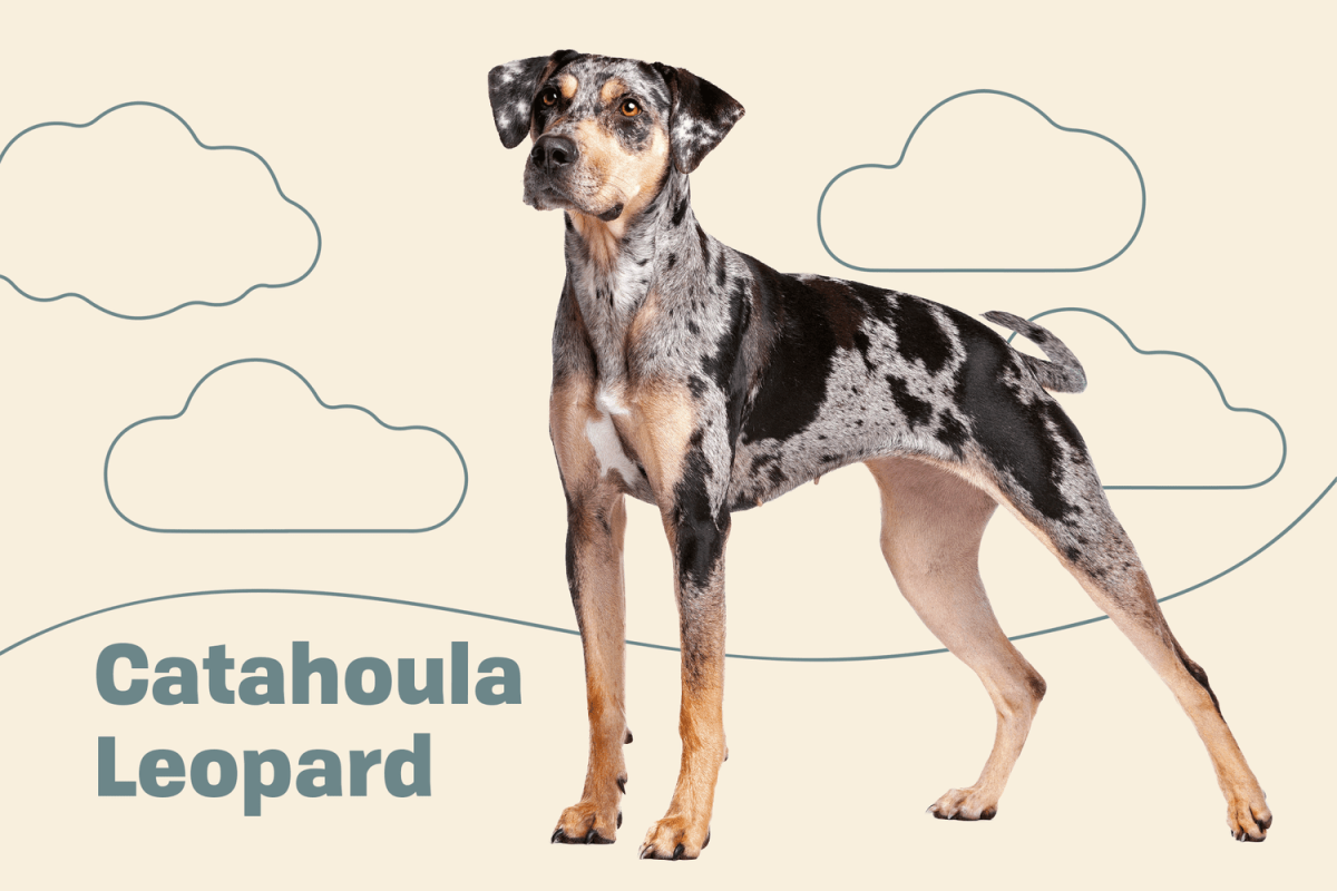 Healthy adult Catahoula Leopard Dog running outdoors, showcasing strong physique and vitality thanks to proper care and preventive health measures."