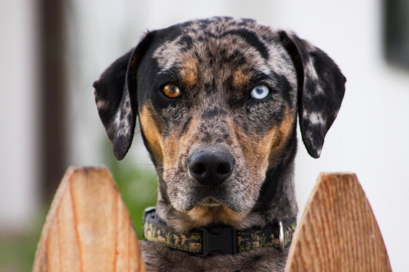 Catahoula Leopard Dog Temperament Unmasked: Key Insights Revealed