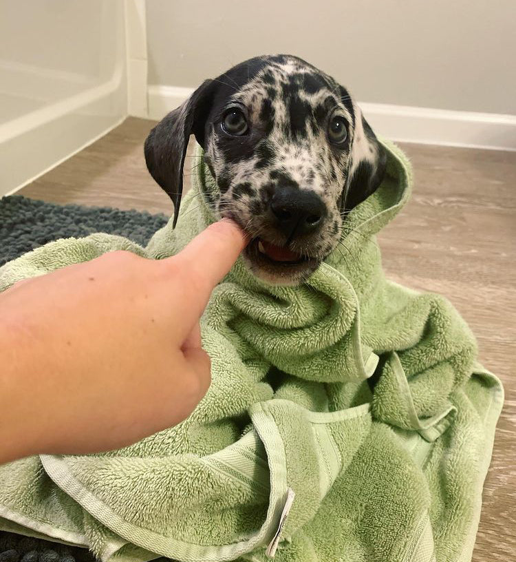 Catahoula Leopard Dog puppy wrapped in a green towel after a bath, gently nibbling a person’s finger, symbolizing care and affection.