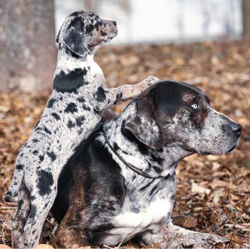 Choosing the Right Pet: Understanding Catahoula Leopard Dogs for Your Family