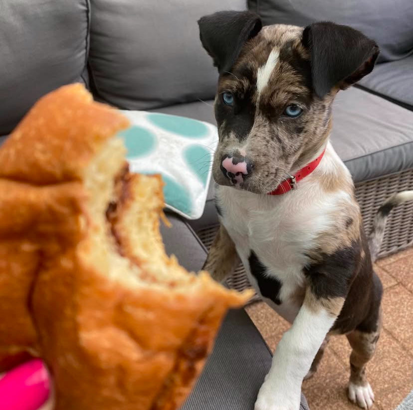 catahoula leopard dog puppy eating. A puppy from Blue Bayou Catahoulas