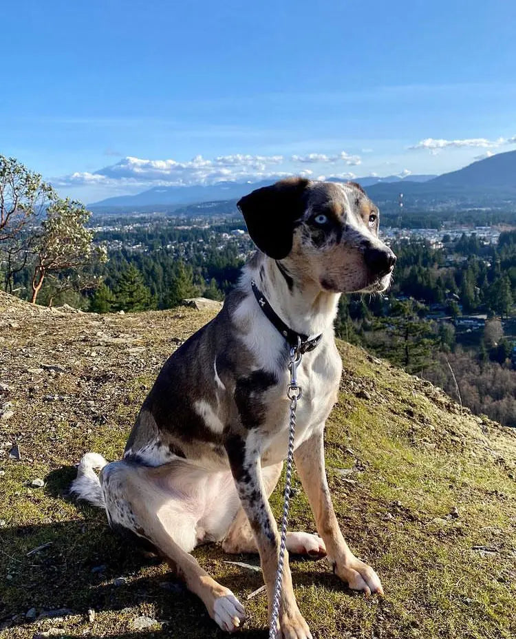 Catahoula Leopard Dog sitting calmly on a hillside, symbolizing emotional balance and connection in a supportive and loving environment.
