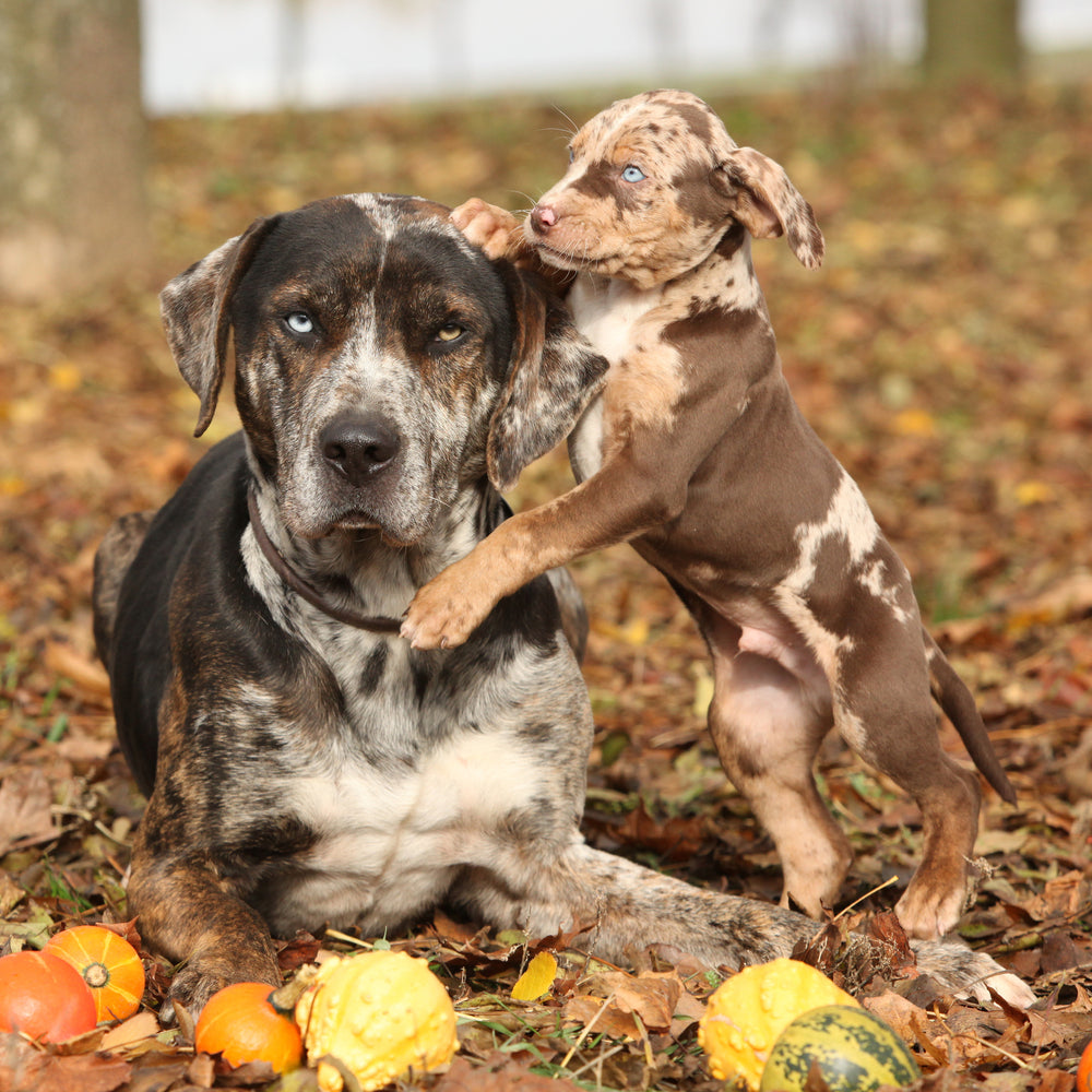 catahoula puppies for sale from a good breeder. We have the best catahoula puppies ready to go and in good health.