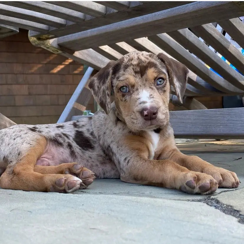 Catahoula shops breeders