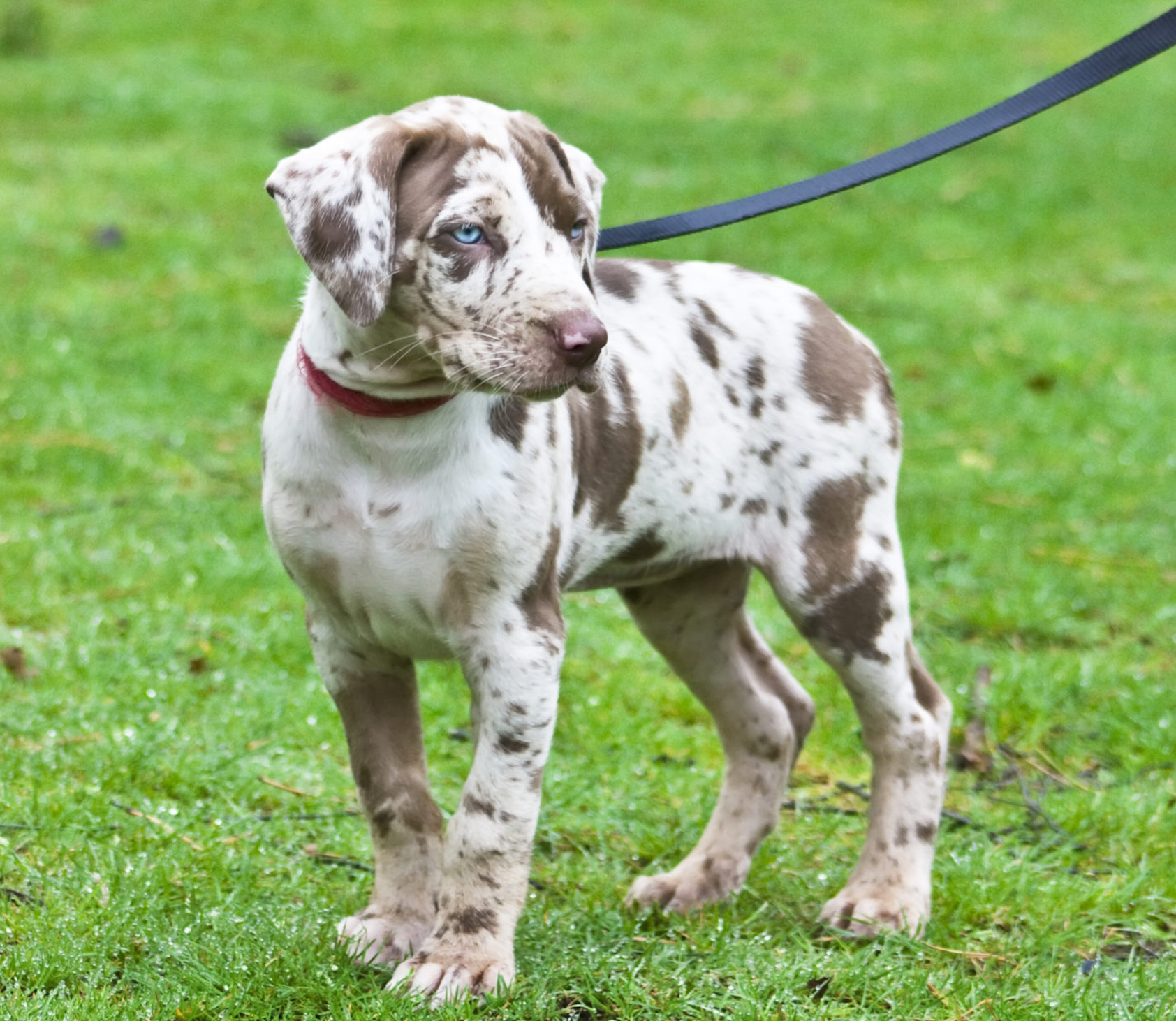 Catahoula breeder , catahoula leopard dog breeder , catahoula puppy for sale , catahoula dog price