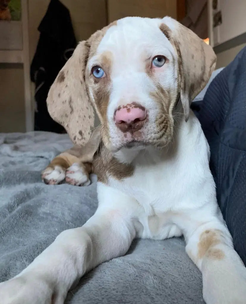 Catahoula Leopard Dog For Sale Available Catahoula Puppies For Sale catahoula-leopard-dog-for-sale-available-catahoula-puppies-for-sale
