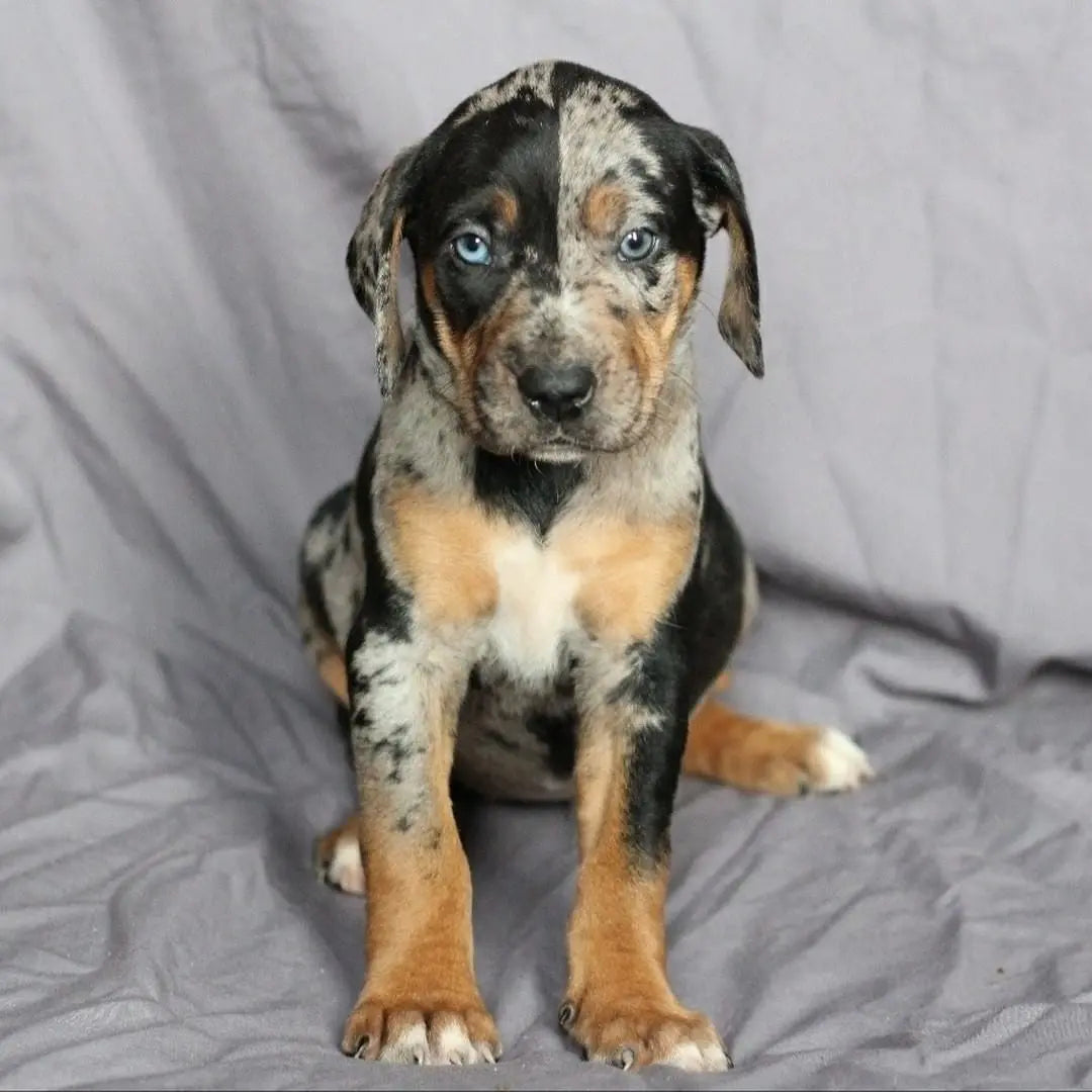 Catahoula Leopard Puppies for Sale Near Me Catahoula Leopard Puppies for Sale Near Me