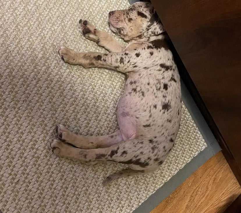 Cute female Catahoula Leopard Dog puppy with blue eyes, Hazel, posing for the camera, showcasing her stunning appearance and playful demeanor, ideal for loving homes.