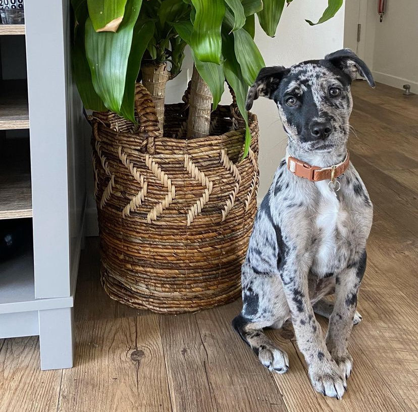 RIVER - male catahoula leopard dog for sale