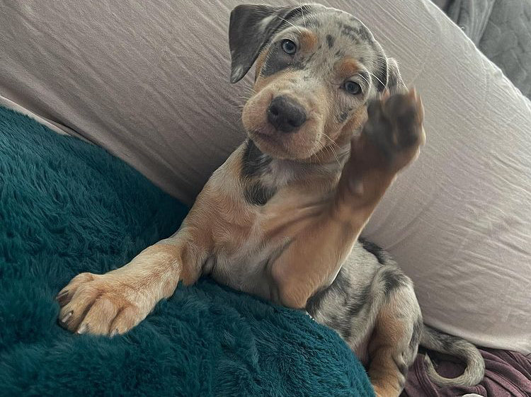 Playful Catahoula Leopard Dog puppy raising her paw while relaxing on a fluffy dark green pillow