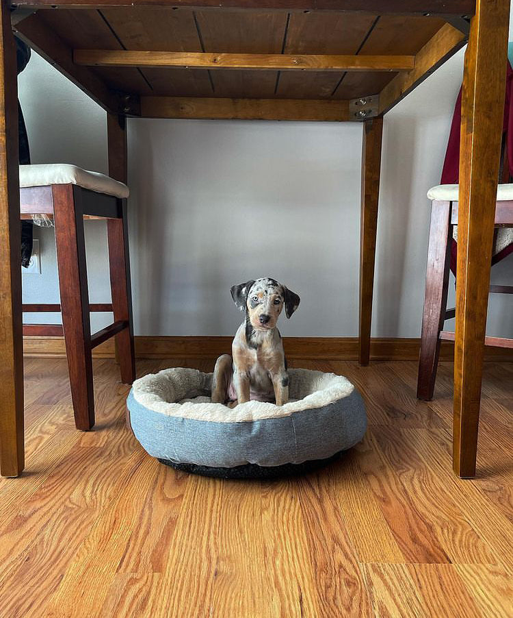 Young Catahoula Leopard Dog puppy sitting in a cozy dog bed under a wooden table on a hardwood floor.