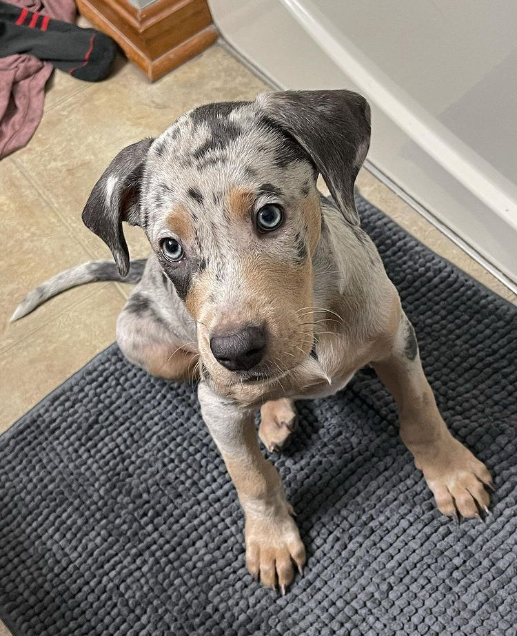 10 weeks old catahoula puppy Mia. Merle and beautiful catahoula dog.
