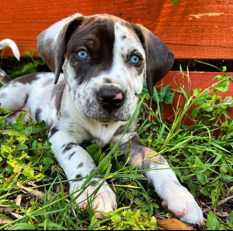 Catahoula Leopard Dog Puppies For Sale NALC AKC Catahoula Puppies catahoula-leopard-dog-puppies-for-sale-nalc-akc-catahoula-puppies