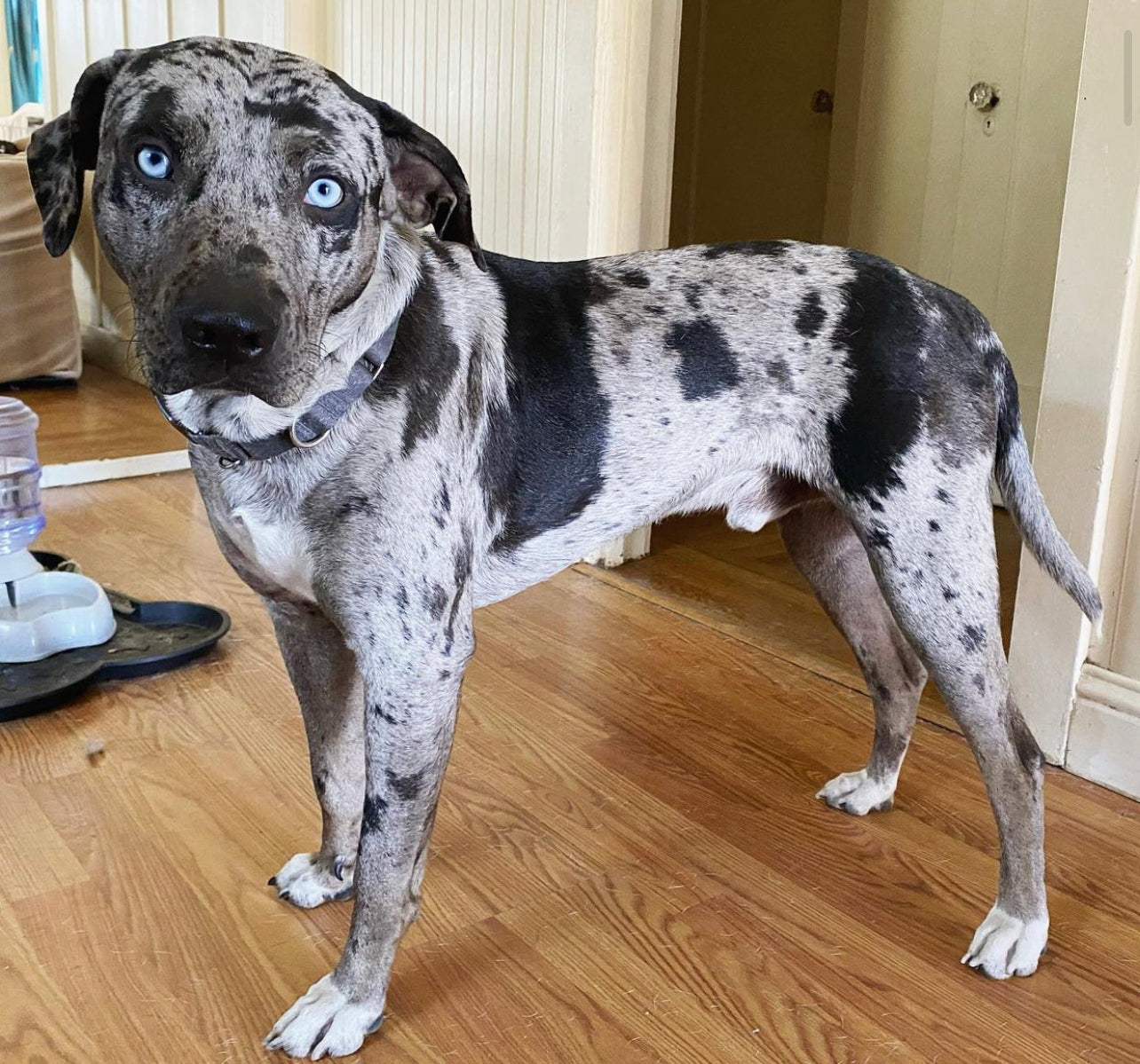 Catahoula breeder , catahoula leopard dog breeder , catahoula puppy for sale , catahoula dog price