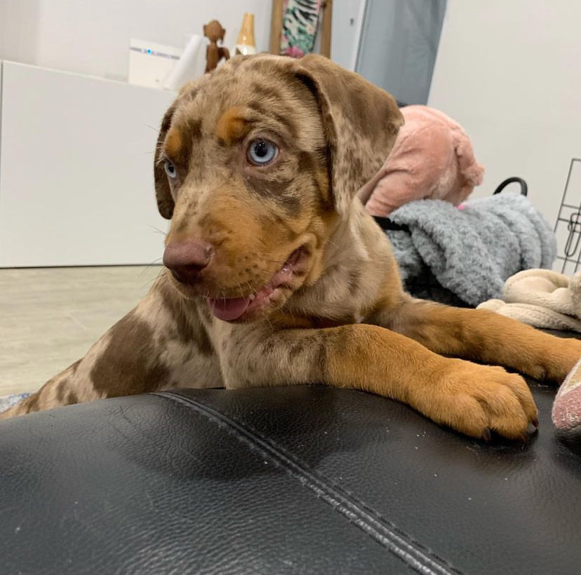 KORA - Red & blue eyes female catahoula puppy.