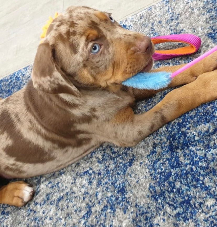 KORA - Red & blue eyes female catahoula puppy.