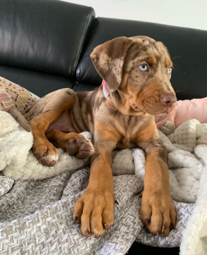 Catahoula Leopard Dog For Sale Available Catahoula Puppies For Sale catahoula-leopard-dog-for-sale-available-catahoula-puppies-for-sale