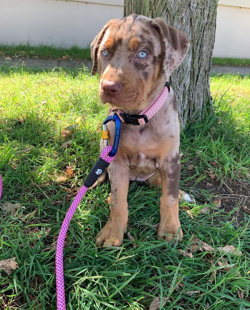 KORA - Red & blue eyes female catahoula puppy.