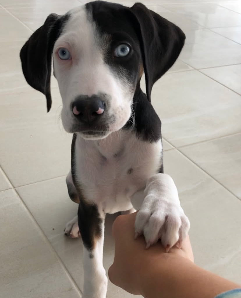 STONEY -  Blue Eyes & Two-colored Catahoula Leopard Dog