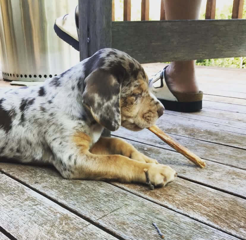 Breed Catahoula Leopard Hound Puppies For Sale Leopard Hound
