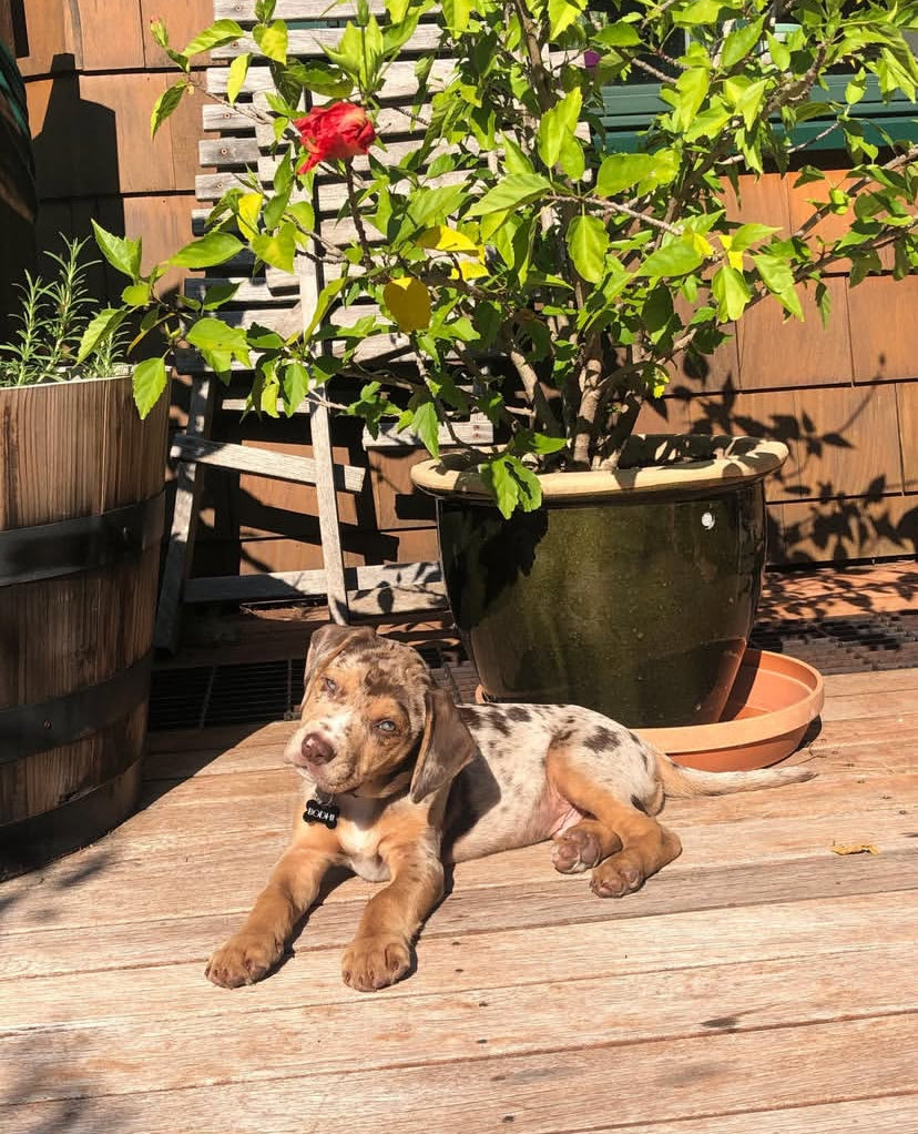 Bodhi, a male Catahoula Leopard Dog puppy with a caramel and grey merle coat, lying on a sunlit wooden deck beside green potted plants and a red hibiscus flower, looking at the camera with his head tilted.