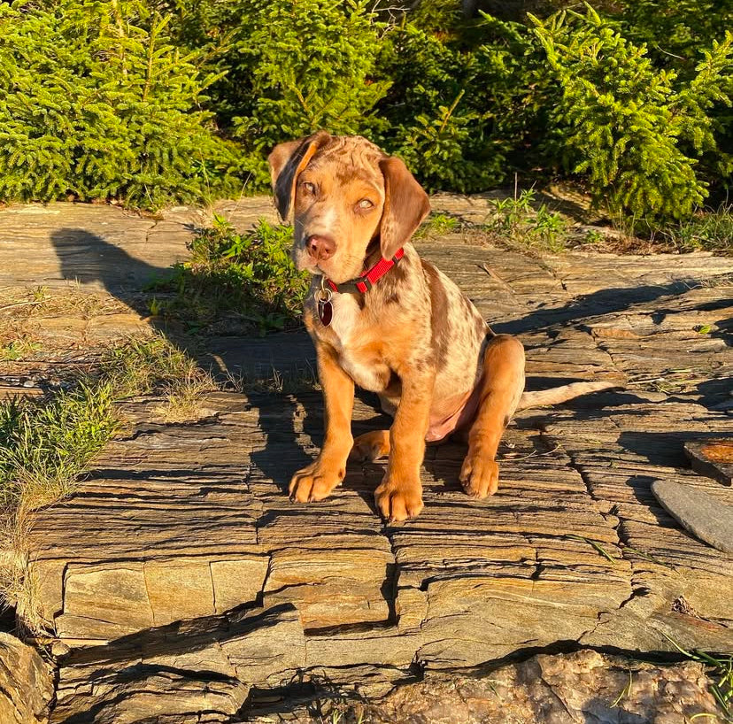 Male Catahoula Catahoula Leopard Dog Puppies For Sale Bodhi, Male