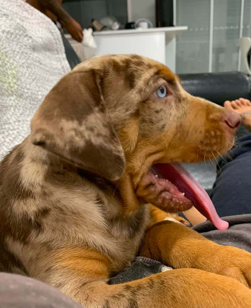 Nds Tibetan Tibetan Mastiff Show Dog Poodle Low Dander Dog Breeds