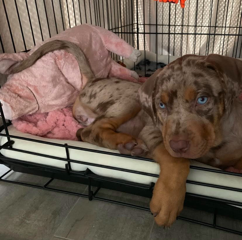 Catahoula leopard Puppy with blue eyes lying on a pink blanket inside a metal crate.