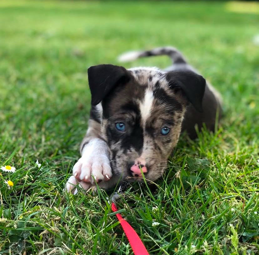 BULY - Blue eyes catahoula leopard puppy