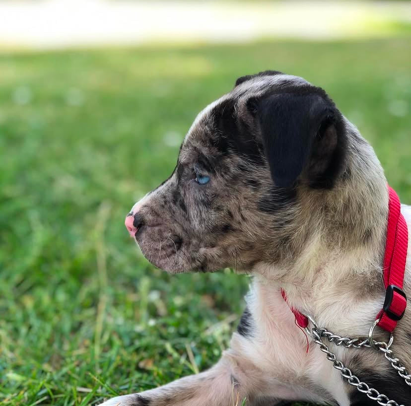 BULY - Blue eyes catahoula leopard puppy