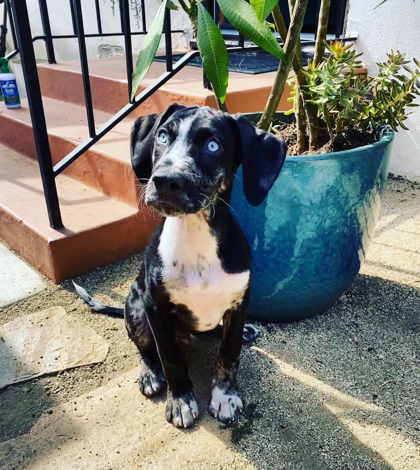 ASHER - black and blue eyes catahoula leopard puppy