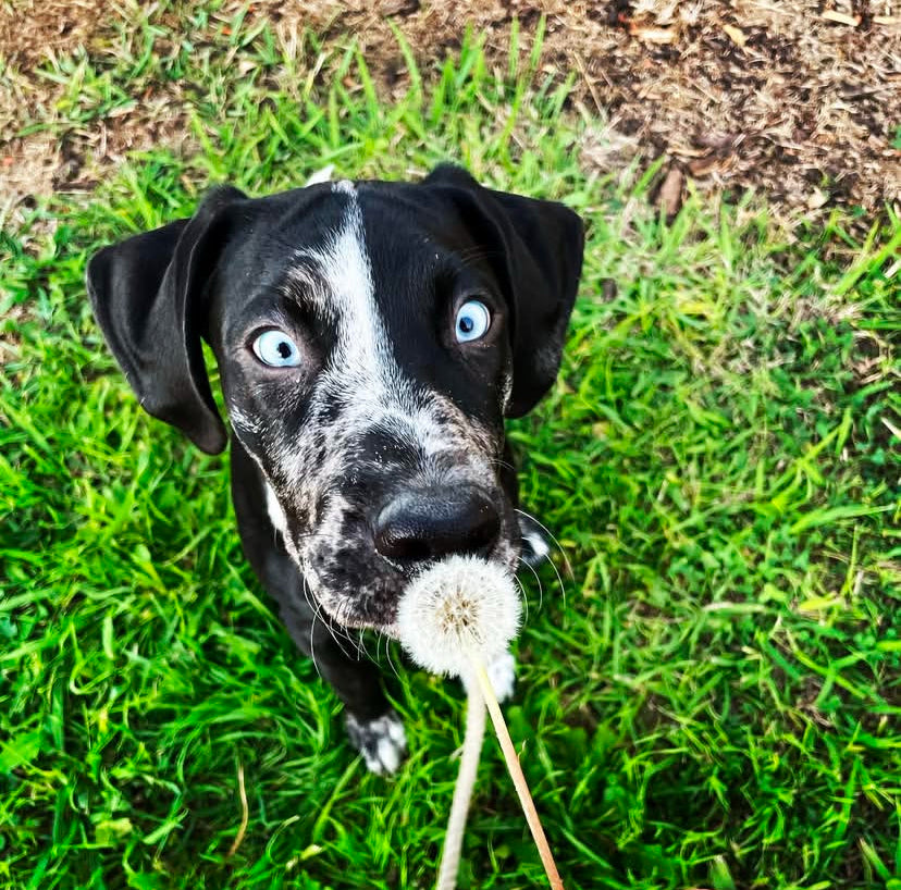 ASHER - black and blue eyes catahoula leopard puppy