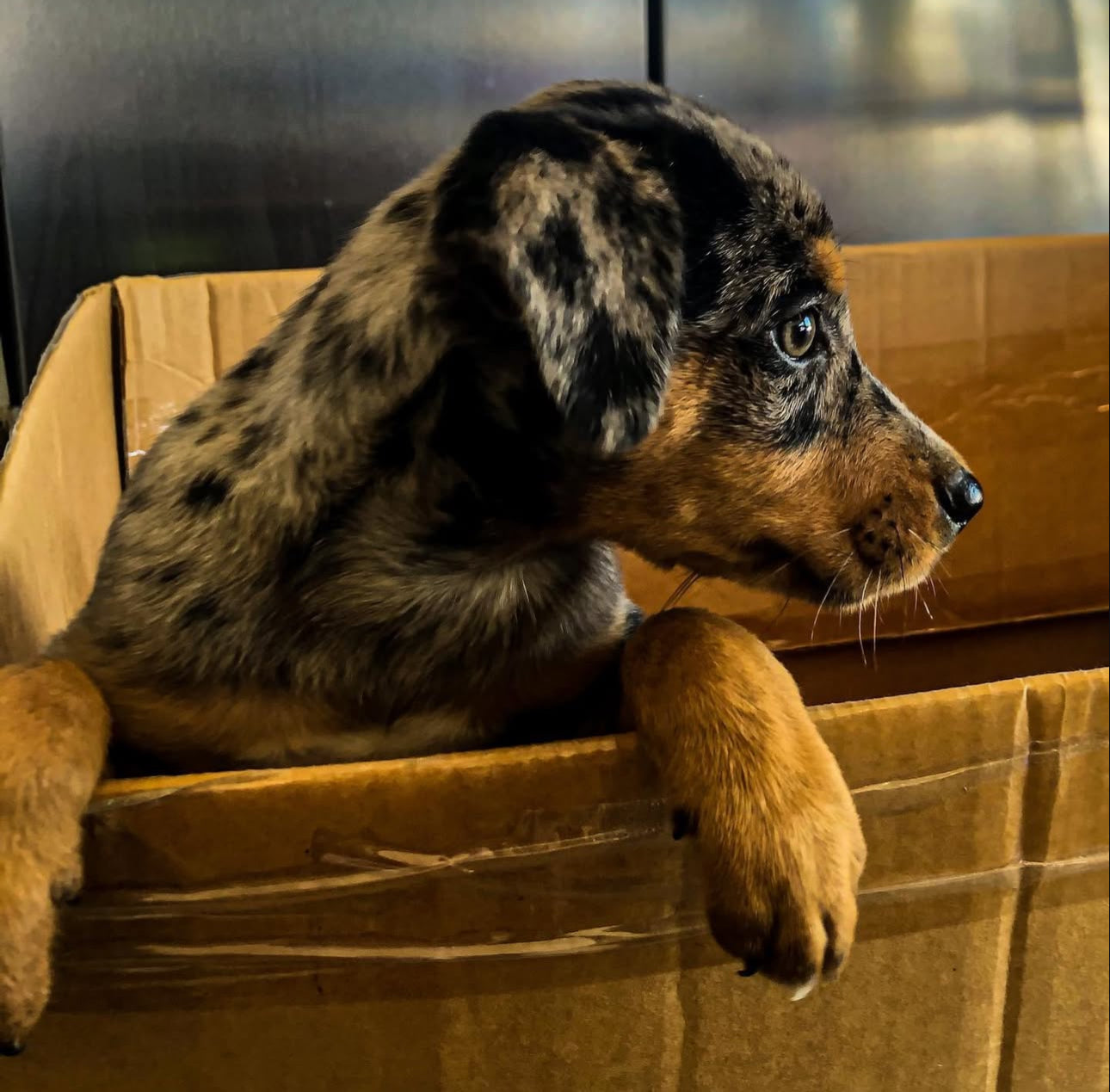Mora, a female Catahoula Leopard Dog puppy with a speckled merle coat, peeking over the edge of a cardboard box with her paws resting on the side