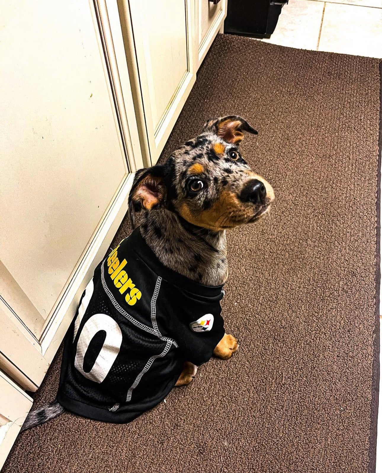 Mora, a female Catahoula Leopard Dog puppy with a speckled merle coat and tan markings, sitting on a brown carpet and wearing a black Steelers jersey, looking back over her shoulder