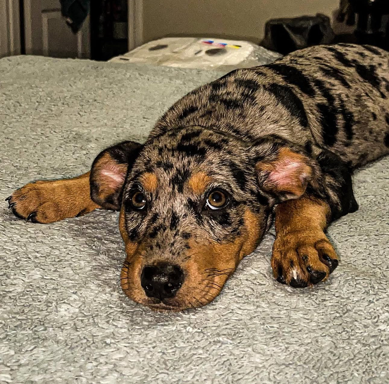 Mora, a female Catahoula Leopard Dog puppy with a black and grey merle coat, lying stretched out on a light grey bedspread, her dark eyes gazing forward