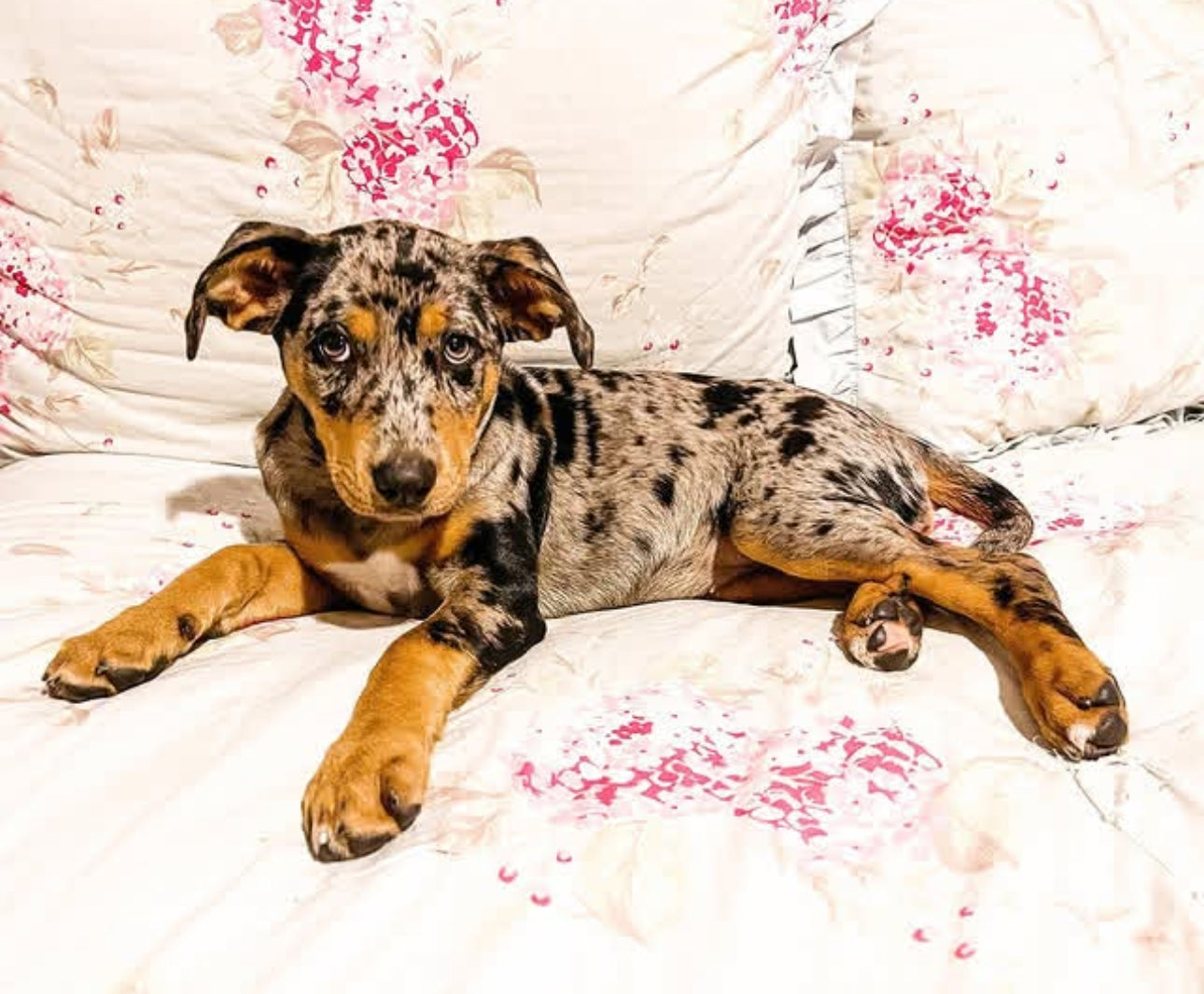 Catahoula Leopard Dog For Sale Available Catahoula Puppies For Sale catahoula-leopard-dog-for-sale-available-catahoula-puppies-for-sale