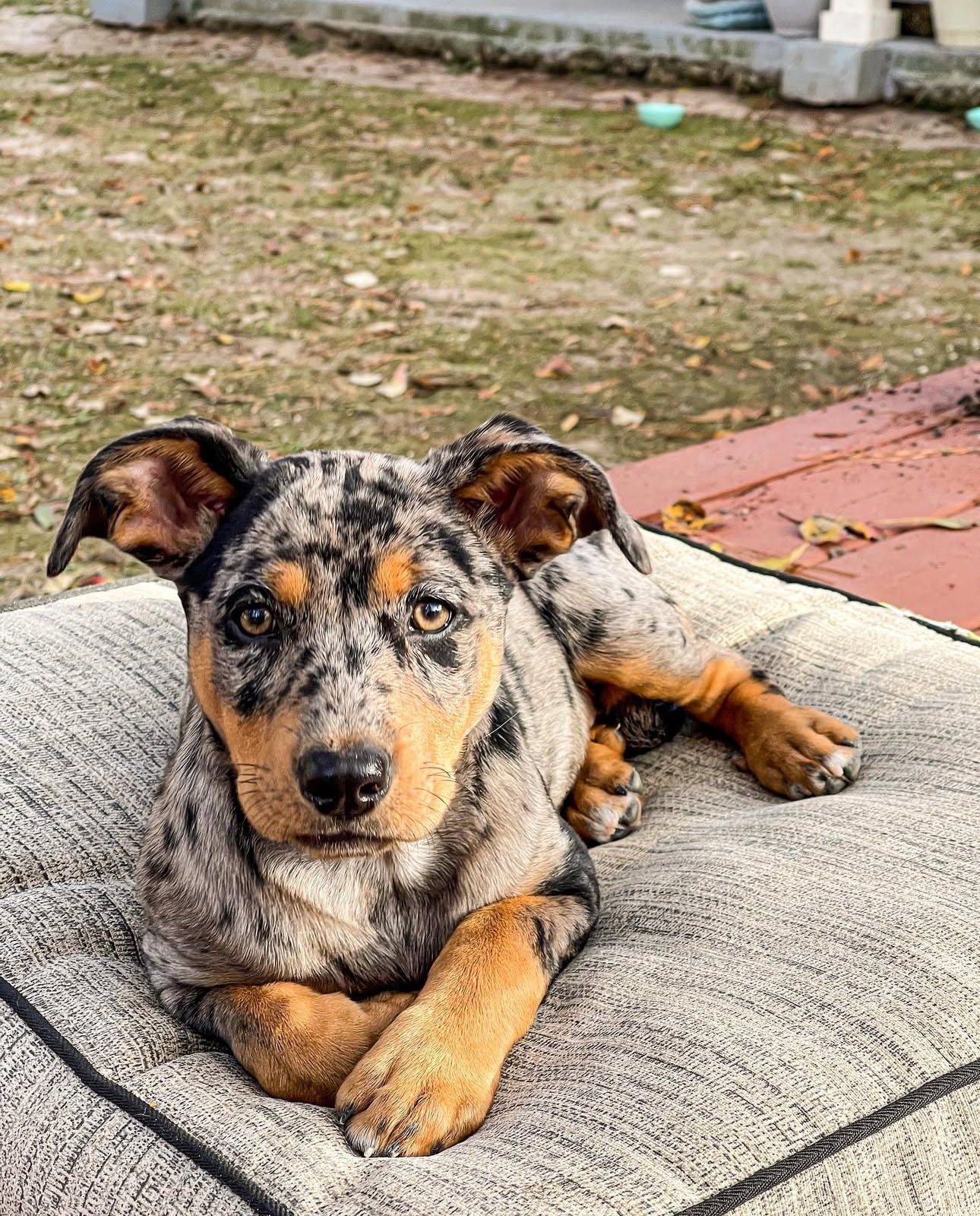 Mora, a female Catahoula Leopard Dog puppy with a black and grey merle coat and tan points, lounging comfortably on a beige outdoor cushion in a backyard