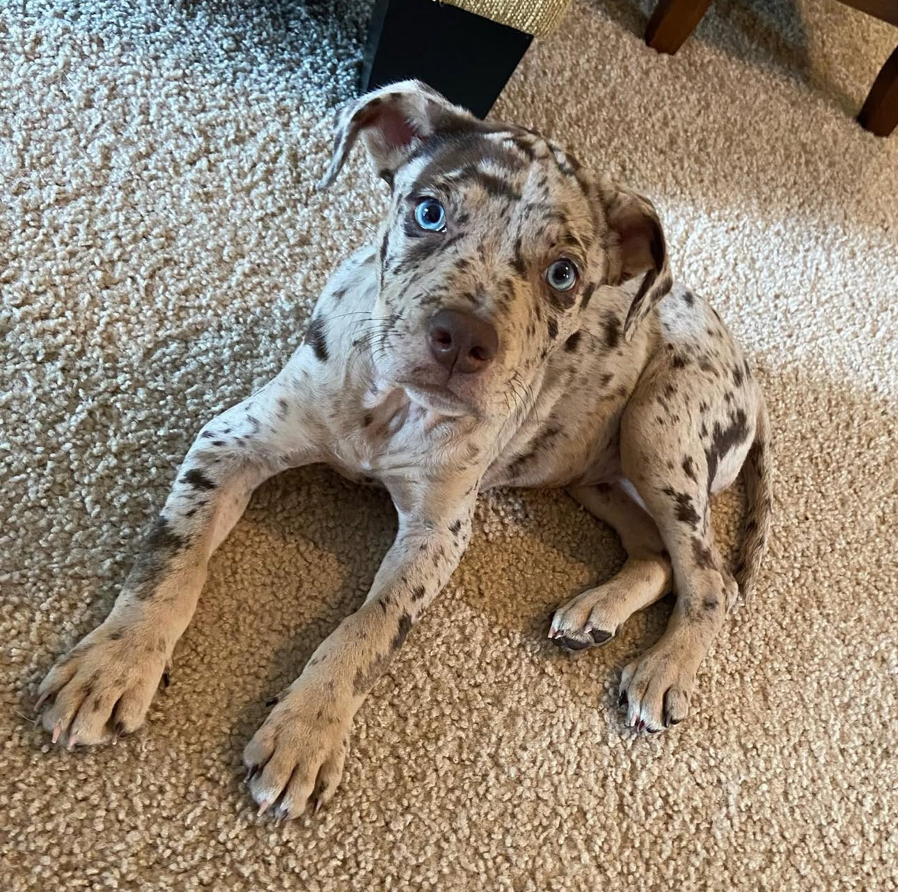 Hazel, a female Catahoula Leopard Dog puppy with a light brown merle coat and bright blue eyes, lying on a beige carpet, looking up at the camera with a curious expression.