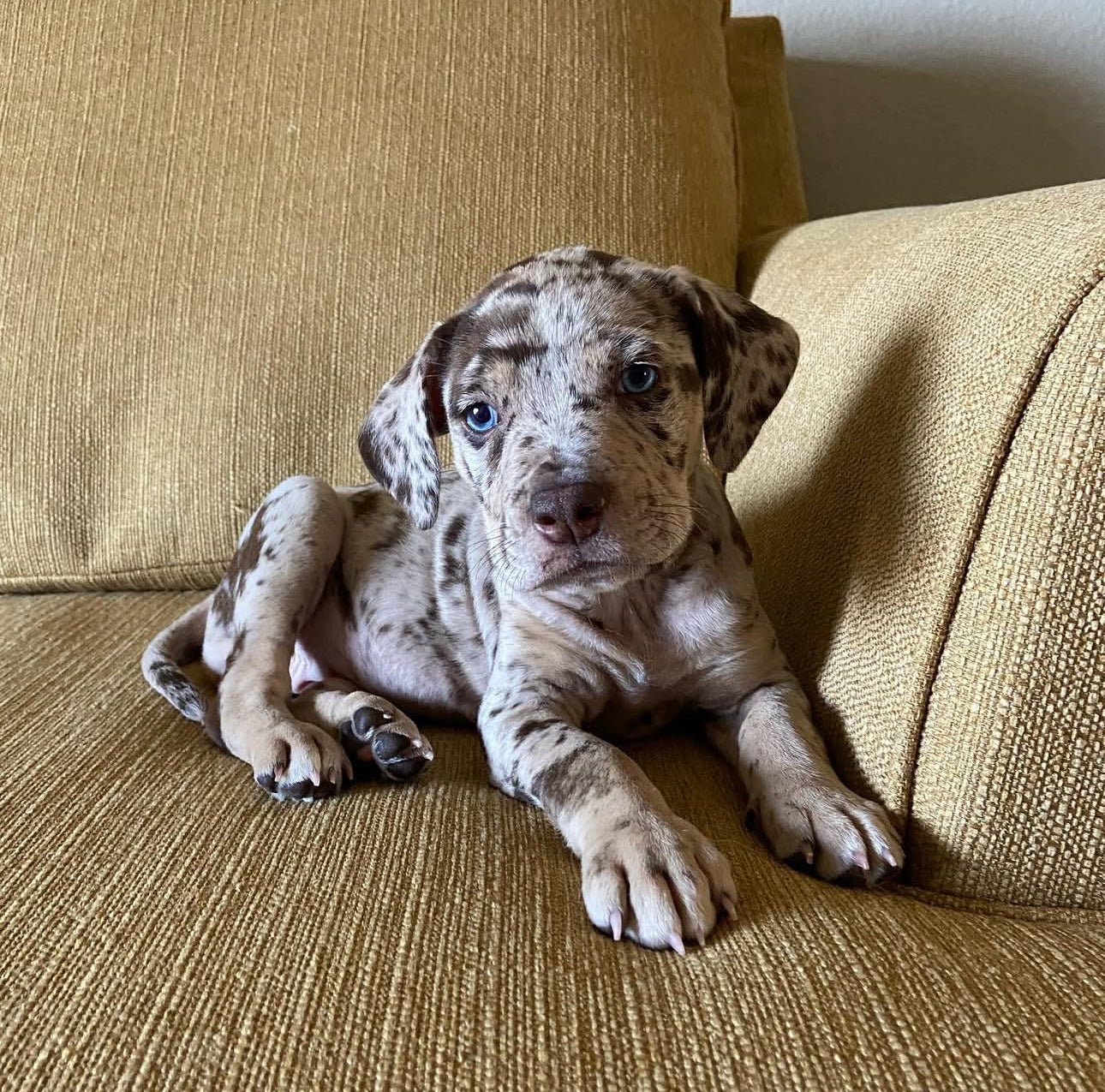 Hazel, a female Catahoula Leopard Dog puppy with a speckled merle coat and blue eyes, relaxing on a mustard-yellow couch, looking calmly into the camera