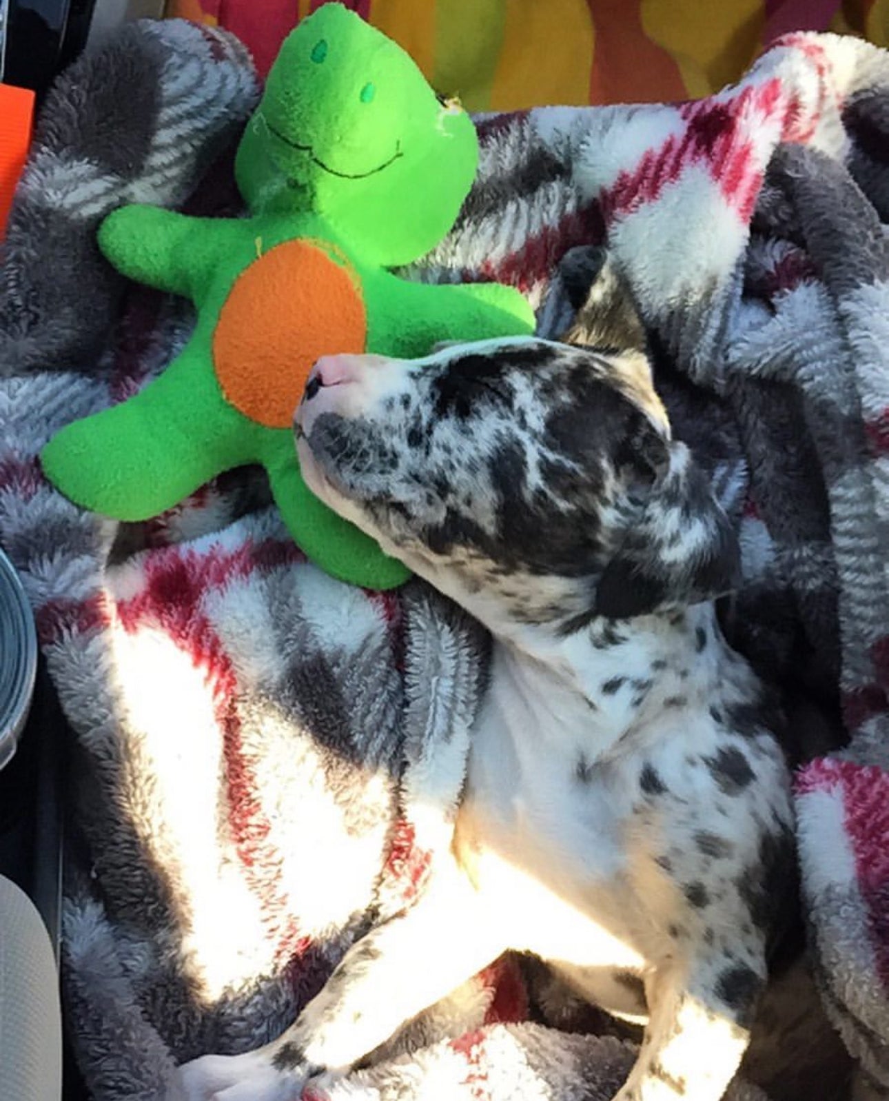 Catahoula Leopard Dog puppy Willy sleeping peacefully in a blanket next to a bright green plush toy in a cozy setting