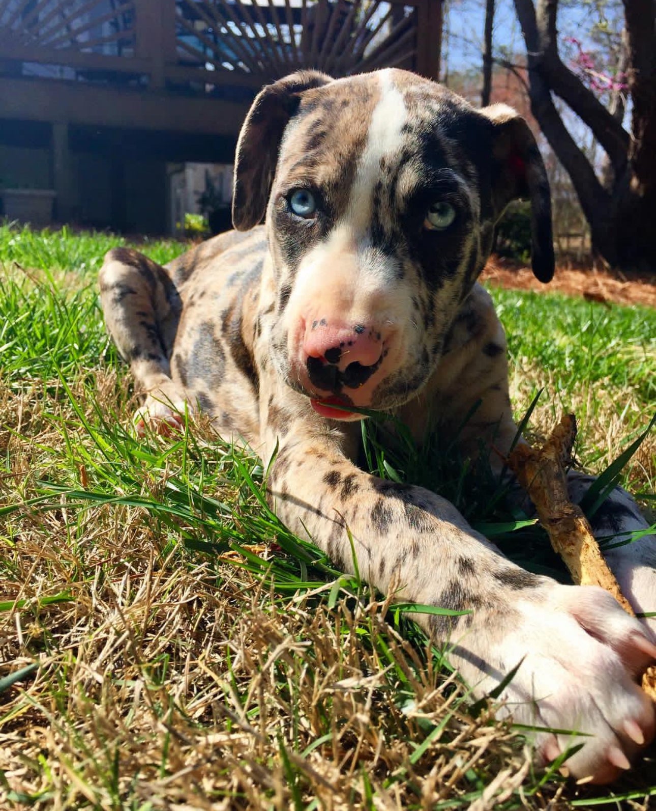 Willy - Male Catahoula Leopard Dog